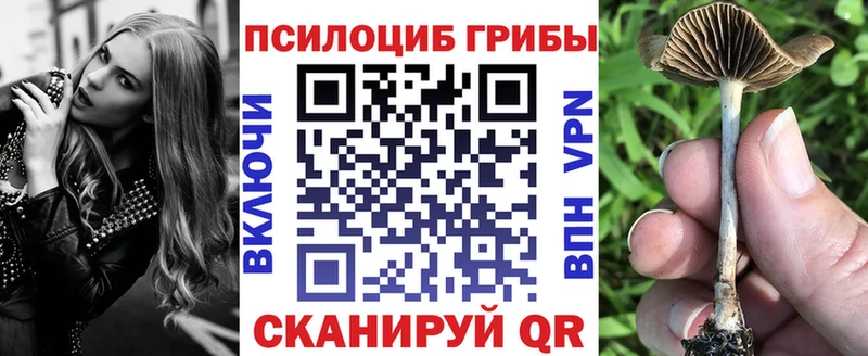 kraken зеркало  Тетюши  Псилоцибиновые грибы Cubensis 